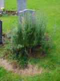 image of grave number 954376